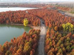 -合肥滨湖国家森林公园