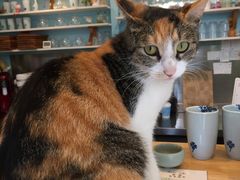 -猫的天空之城概念书店(苏州诚品店)