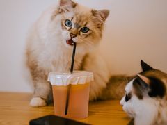 -有喵·猫咖·狗咖·40+猫狗有小奶狗(岗厦店)