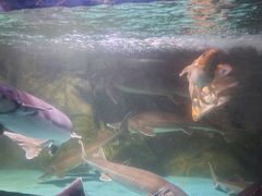 -苏州海洋馆
