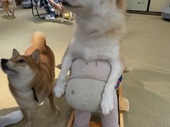 -逗柴咖啡屋·狗咖猫咖宠物桌游