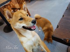 -柴源莊·柴小宠柴犬咖啡