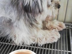 -宠颐生宠物医院·骨外科·犬猫全科诊疗中心(池州店)