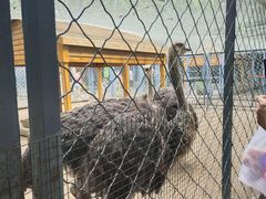 -长白岛森林公园