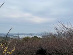 -香雪海