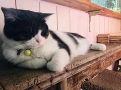 -海边的猫和咖啡馆