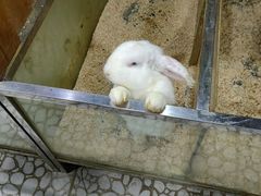 -上海大自然野生昆虫馆(东方明珠·爬宠昆虫探索中心)