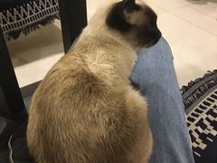 -平行世界·猫咖(首经贸店)