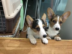 -北京恒爱动物医院(清景园分院)