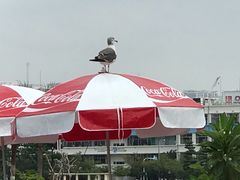-台场海滨公园船码头