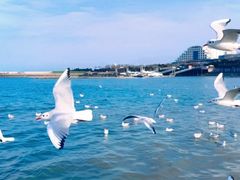 -日照世帆赛基地