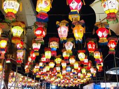 -锦江乐园舞狸花花游园会(夜场专享)