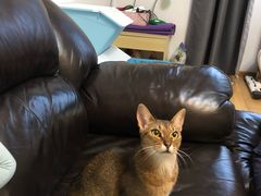 -猫大福·Fortune Cat猫舍(百子湾店)