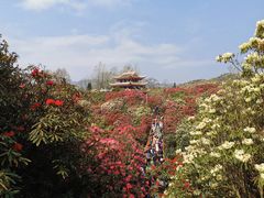 -贵州百里杜鹃风景名胜区
