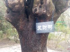 -瑞丽独树成林风景区