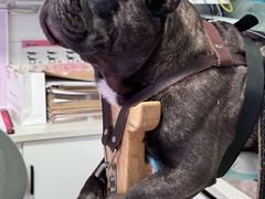 -西安京西宠物医院·瘫痪·疑难杂症