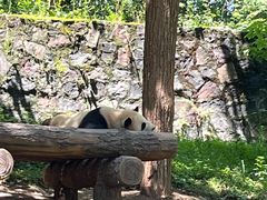 -都江堰中华大熊猫苑