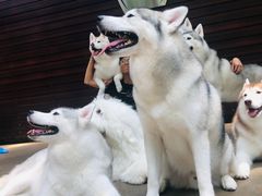 -TrueLove @ Neverland (Husky Cafe)