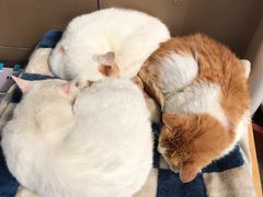 -安安宠医宠物医院·异宠·犬猫内科(岳阳分院)
