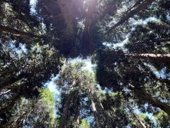 -武陵山森林公园