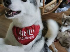 -Husky Go! 哈士奇体验馆·宠物咖啡厅狗咖