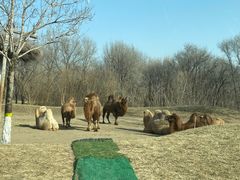 -北京野生动物园