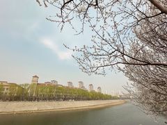 -桃花堤公园