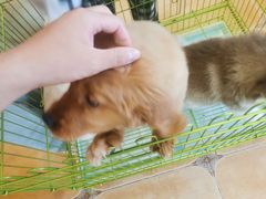 -Let's go狗咖·猫咖·奶狗·桌游(春熙路IFS店)