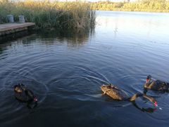 -永定河休闲森林公园