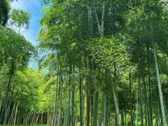 -苏州上方山国家森林公园