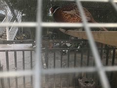 -爱德堡西餐咖啡吧(北师大店)