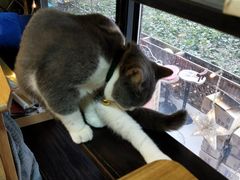 -李小姐の猫咖啡馆(五角场店)