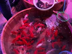 -中环花鸟鱼虫市场