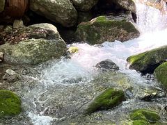 -天目山大树王景区