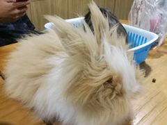 -藦茜花园宠物主题亲子互动体验馆(国顺东路店)