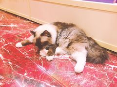 -多卡布奇宠物生活馆(上林世家店)