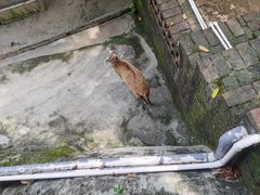 -深圳野生动物园