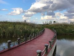 -春花秋色城市公园