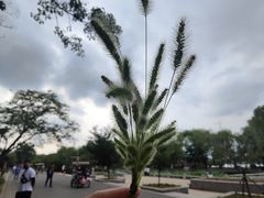-石家庄市植物园