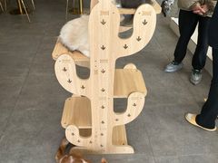 -飞行喵MR PILOT|猫舍·猫咖(静安大融城店)