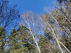 -五营红松林海景区