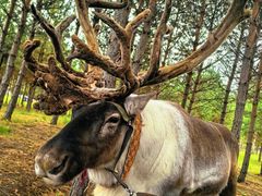 -北极村旅游风景区