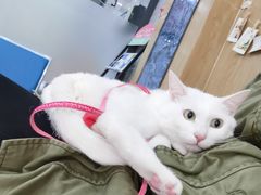 -瑞派名望志远动物医院·猫科·內科·异宠专科(直港大道店)