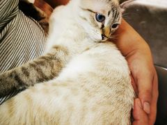 -猫和宫(六道口店)
