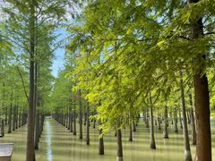 -泗洪洪泽湖湿地景区