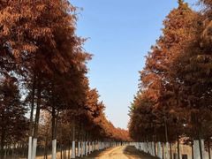 -合肥滨湖国家森林公园