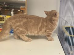 -喵百万·布偶·蓝金金渐层英短·猫舍(百子湾店)