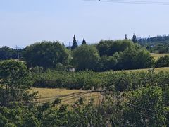 -南京小时候桑葚采摘园