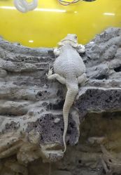 -神奇动物撸宠馆·羊驼·小浣熊·异宠(豫园店)