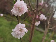 -南汇桃花村